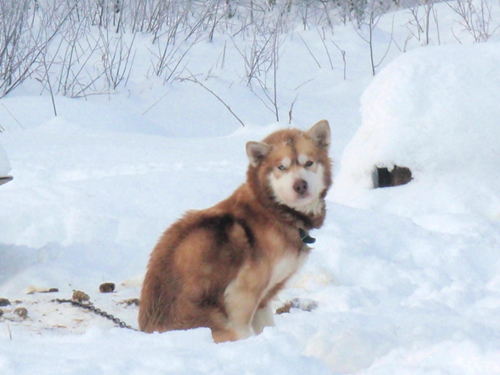 mat su lost and found pets